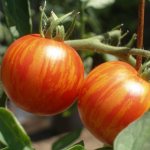 Томат Тигренок - характеристика и описание сорта, фото, урожайность, отзывы овощеводов
