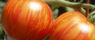Томат Тигренок - характеристика и описание сорта, фото, урожайность, отзывы овощеводов