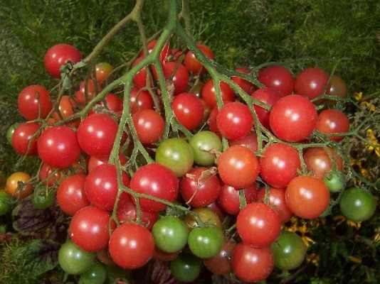 томат виноградная гроздь