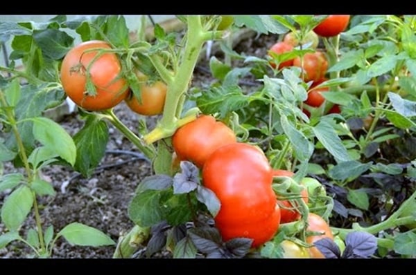 томат восход в огороде