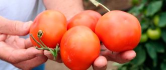 томаты Айвенго в руке