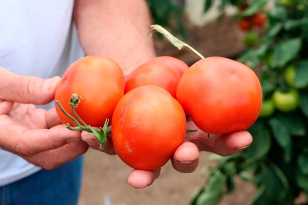 томаты Айвенго в руке