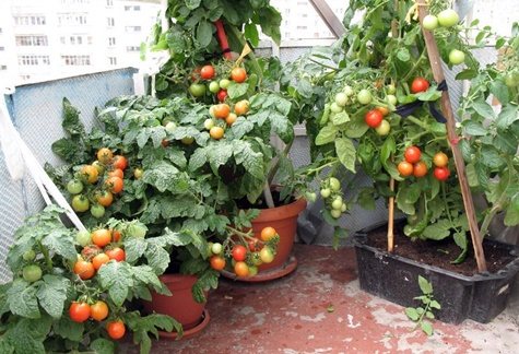 томаты на балконе