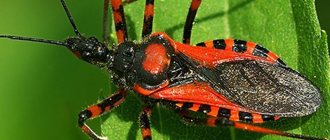 Триатомовый клоп - экзотическое насекомое