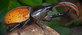 У жуков-геркулесов наиболее массивная мандибула.