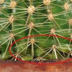 удобрение для кактусов болезни