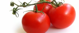 Ультраскороспелые томаты