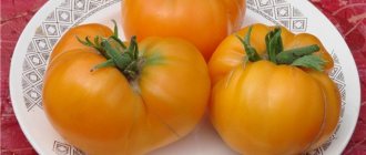 Урожай томата Медовый спас