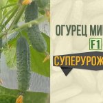 'Урожайный гибрид огурцов "Мирабелла