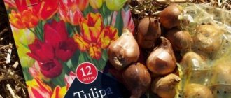 Успех выращивания тюльпанов Мультифлора во многом зависит от посадочного материала