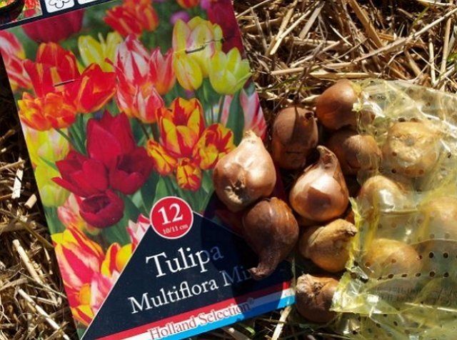 Успех выращивания тюльпанов Мультифлора во многом зависит от посадочного материала