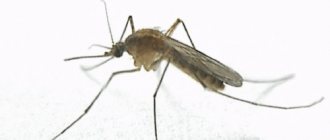 В мире насчитывается около 3000 видов комаров