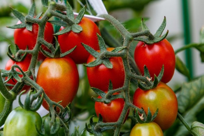 Вареный помидор польза и вред