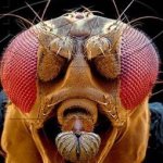 Великая муха науки