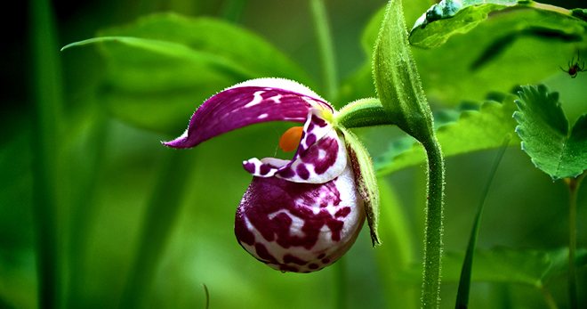 Венерин башмачок фото и описание, интересные факты о растении