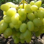 Вид грозди винограда Бажена