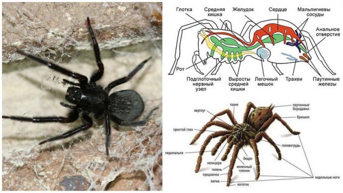 Види павуків – фото, назви і опису