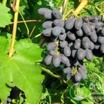 Виноград «Кодрянка» (на фото) отличается сверхранними сроками созревания и приятным вкусом «синих» ягод