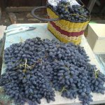 виноград памяти негруля