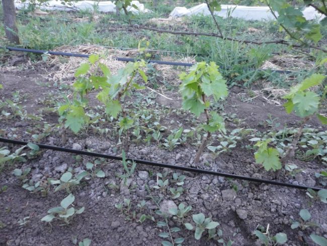 Виноградная лоза в начале сезона вегетации и труба капельного полива