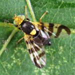 Вишневая муха: профилактика и средства борьбы