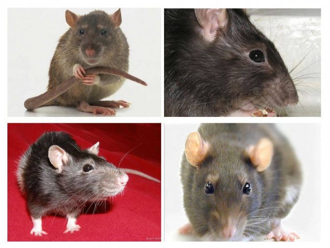 Визуальная ориентация крыс