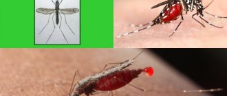внешний вид малярийного комара