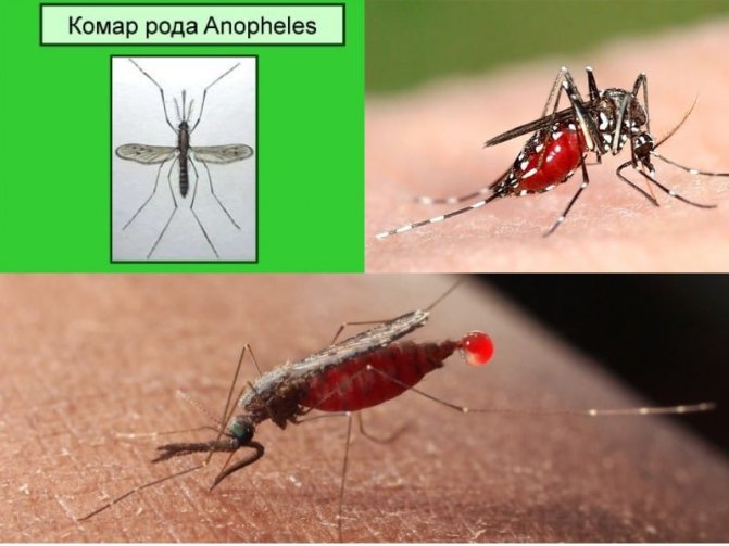 внешний вид малярийного комара