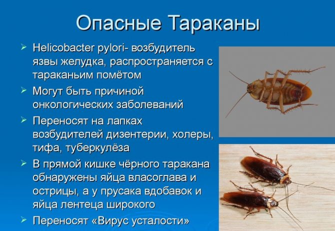 Вред тараканов