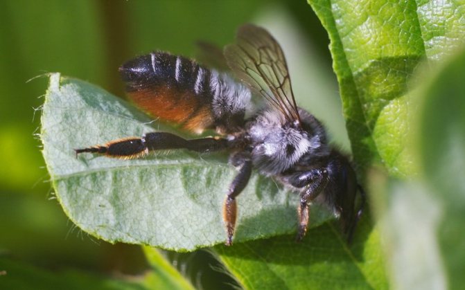 Вредитель роз пчела-листорез: фото и меры борьбы
