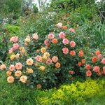 Все, что необходимо знать о бордюрных розах