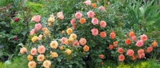 Все, что необходимо знать о бордюрных розах