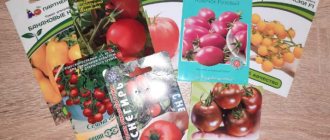 выбор семян помидоров по регионам