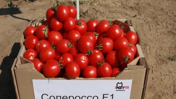 'Выращиваем богатый урожай ультраранних томатов 