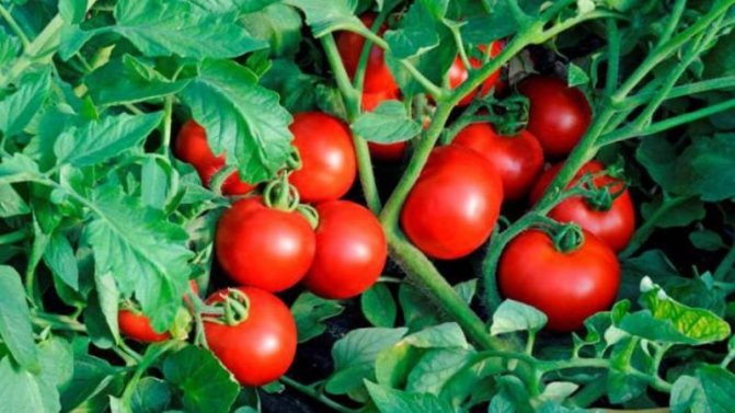 'Выращиваем богатый урожай ультраранних томатов 