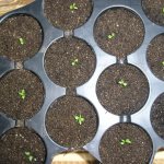 Выращиваем клематис дома из семян – практическое руководство с фото