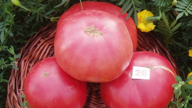 'Выращиваем от посева до сбора урожая томат 