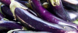 Выращивание Длинного фиолетового баклажана
