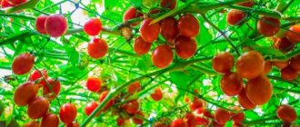 Выращивание помидорного дерева
