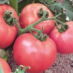 выращивание рассады томатов в домашних условиях фото