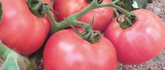 выращивание рассады томатов в домашних условиях фото