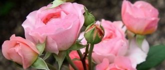 Выращивание садовых роз: технология ухода
