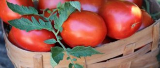 Выращивание томата Де Барао гигант