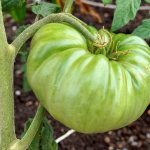 Выращивание томата Лазурный гигант