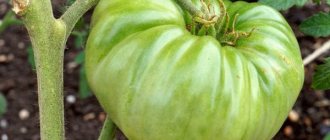 Выращивание томата Лазурный гигант
