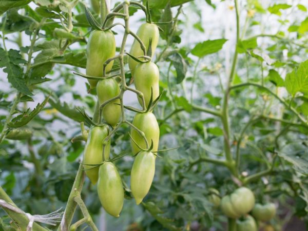 Выращивание томата Медовые пальчики