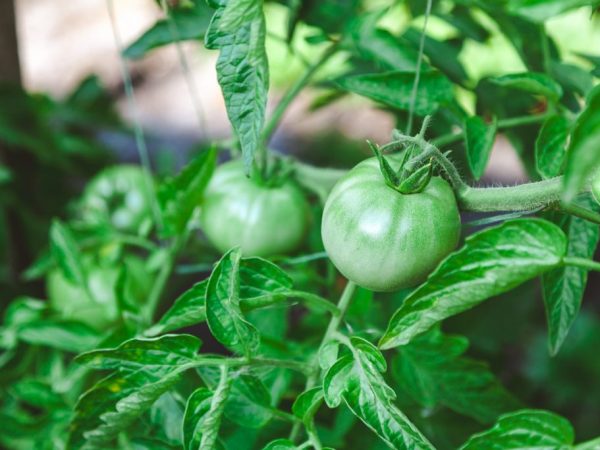 Выращивание томата Мясистый сахаристый