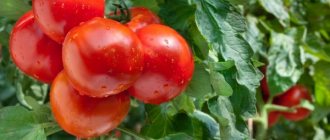 Выращивание томата Подарочный