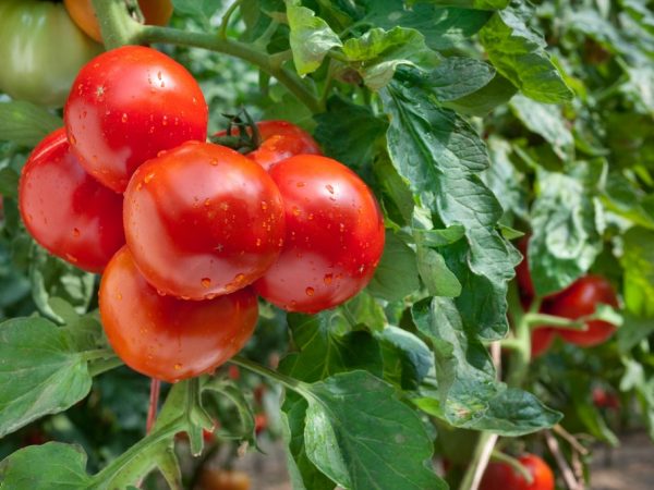 Выращивание томата Подарочный