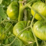 Выращивание томата Вечный зов